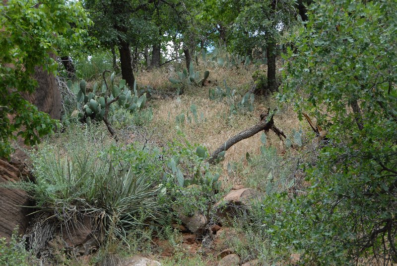 2011-07-13_Zion Canyon-Tag18_039.JPG